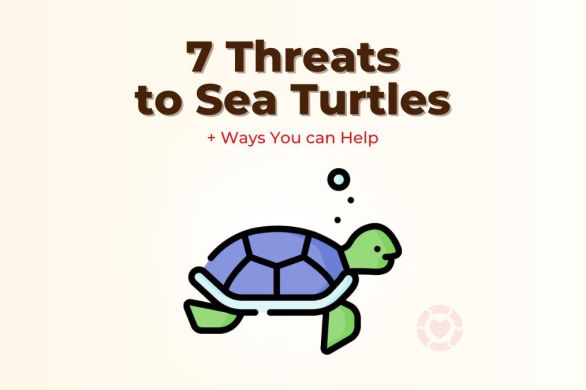 7 Threats to Sea Turtles + Ways You can Help [Visuals] | ecogreenlove