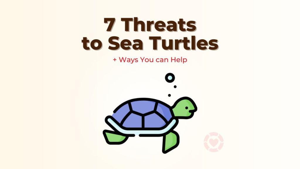 7 Threats to Sea Turtles + Ways You can Help&nbsp;[Visuals]