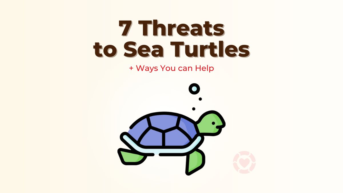 7 Threats to Sea Turtles + Ways You can Help [Visuals]