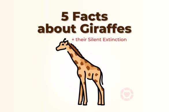 5 Facts about Giraffes + their Silent Extinction | ecogreenlove