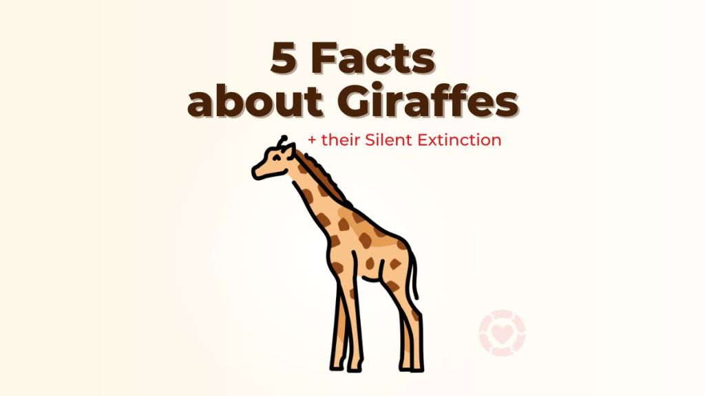 5 Facts about Giraffes + their Silent&nbsp;Extinction