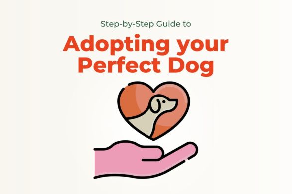 Step-by-Step Guide to Adopting Your Perfect Dog | ecogreenlove