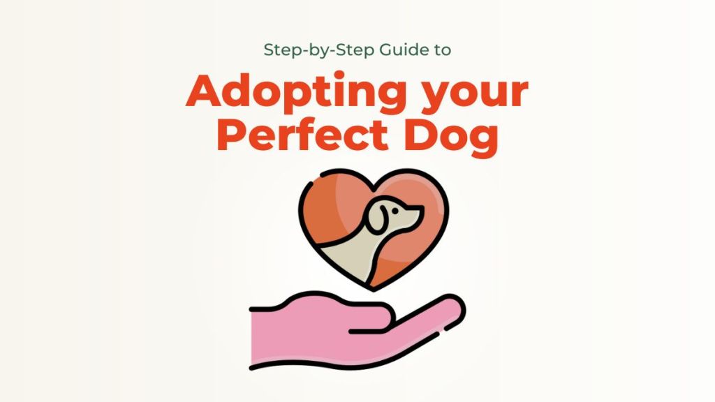 Step-by-Step Guide to Adopting Your Perfect&nbsp;Dog